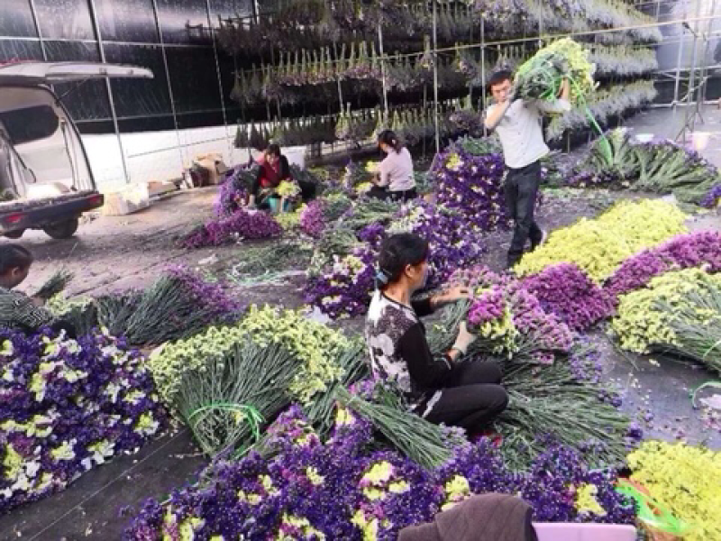 勿忘我，满天星，情人草
