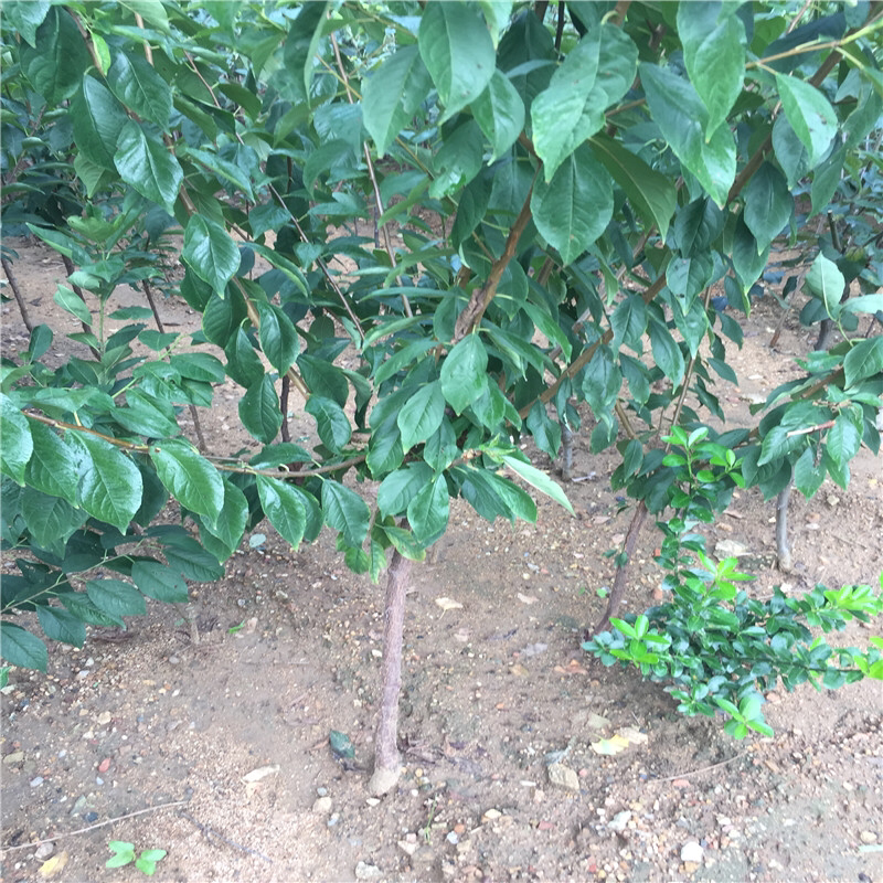 李子苗蜂糖李苗口味甘甜适应性强