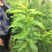 李子苗蜂糖李苗口味甘甜适应性强