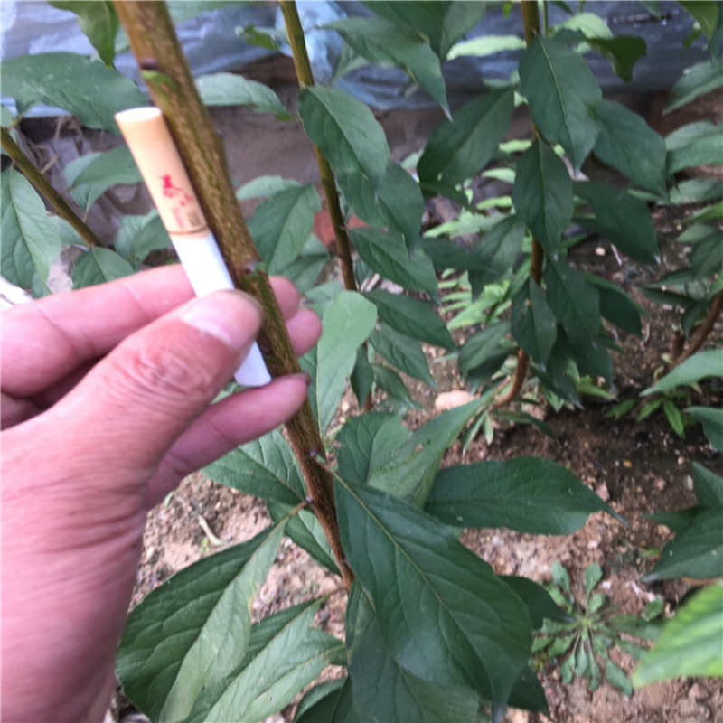 李子苗蜂糖李苗口味甘甜适应性强