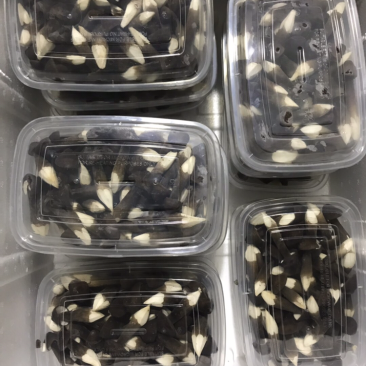 黑皮鸡枞菌