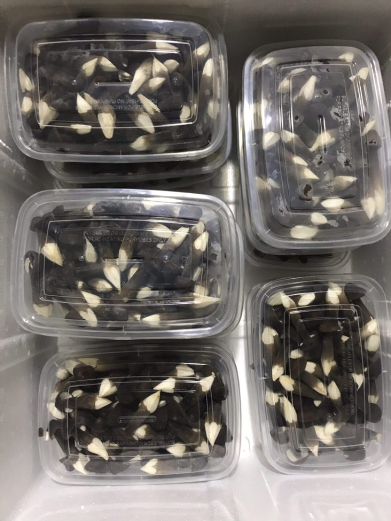 黑皮鸡枞菌