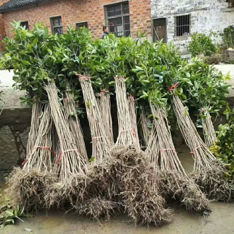 种植桂花树苗庭院浓香型金桂栽园林庭院四季桂小苗植物