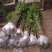 种植桂花树苗庭院浓香型金桂栽园林庭院四季桂小苗植物