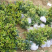 种植桂花树苗庭院浓香型金桂栽园林庭院四季桂小苗植物