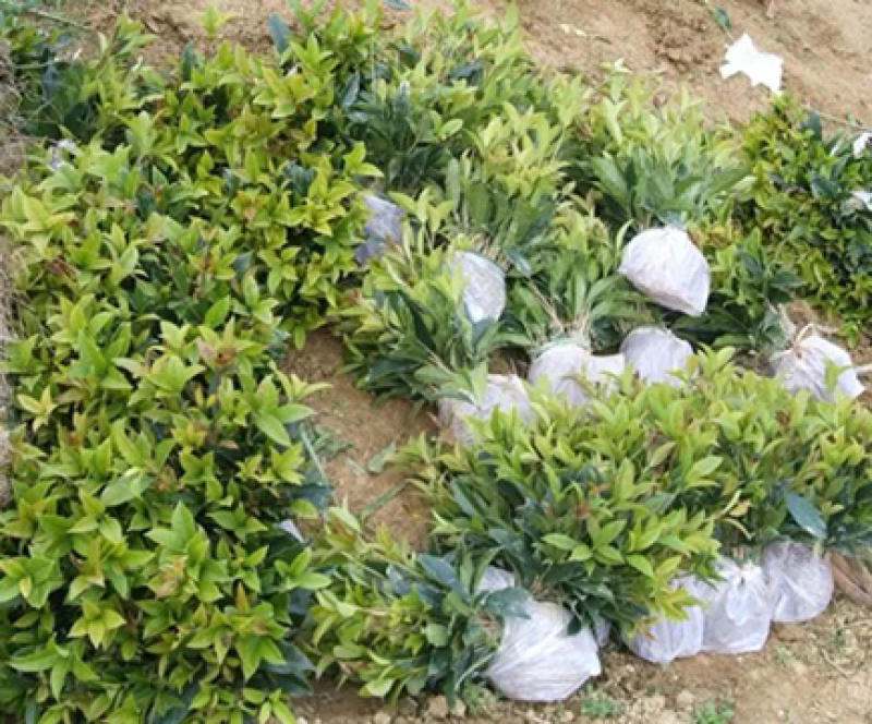 种植桂花树苗庭院浓香型金桂栽园林庭院四季桂小苗植物