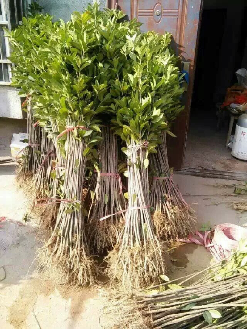 种植桂花树苗庭院浓香型金桂栽园林庭院四季桂小苗植物