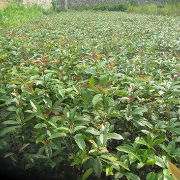 种植桂花树苗庭院浓香型金桂栽园林庭院四季桂小苗植物