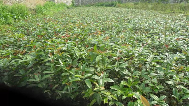 种植桂花树苗庭院浓香型金桂栽园林庭院四季桂小苗植物