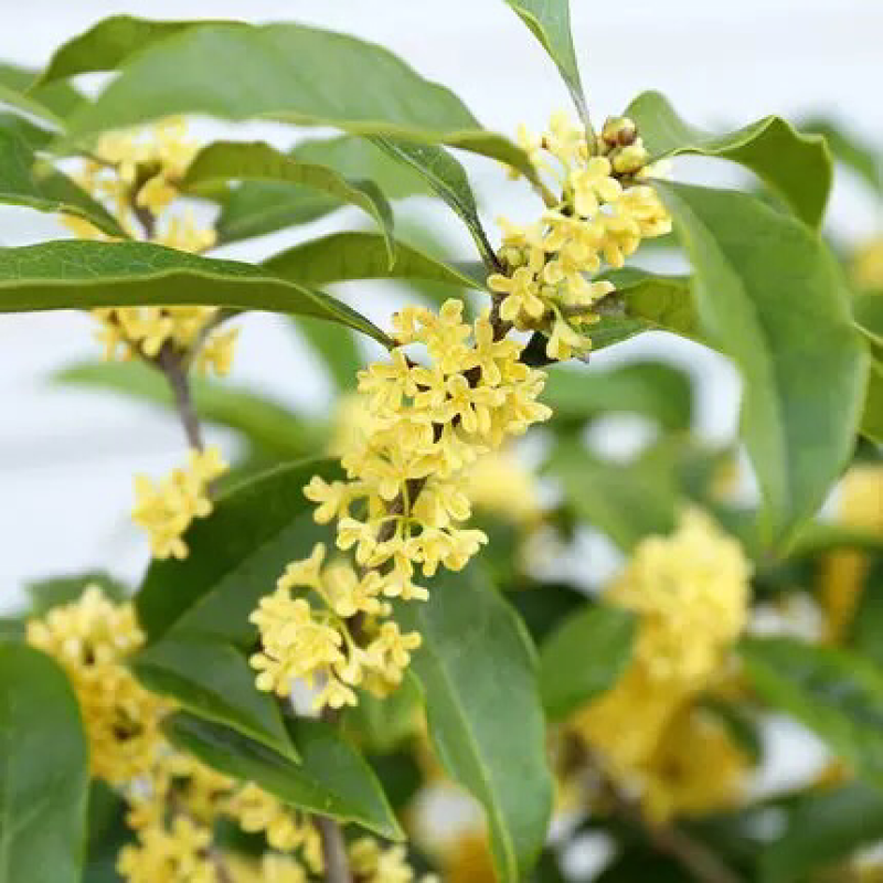 种植桂花树苗庭院浓香型金桂栽园林庭院四季桂小苗植物
