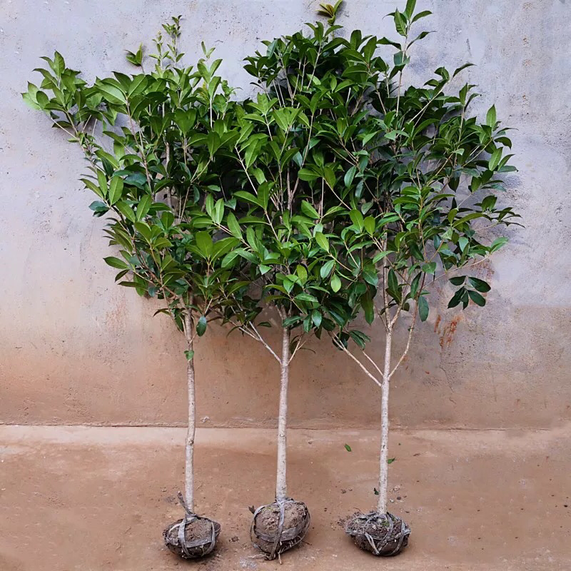 种植桂花树苗庭院浓香型金桂栽园林庭院四季桂小苗植物