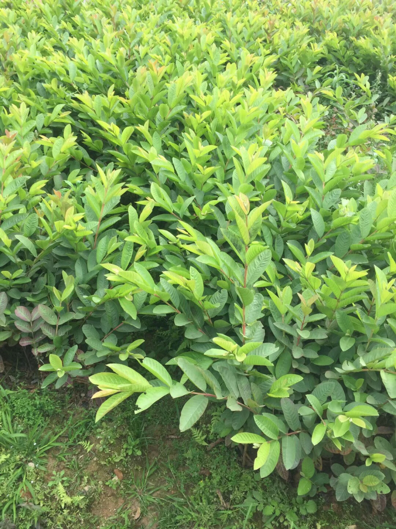 红心西瓜巴乐番石榴苗，当年种当年结果，四季开花结果