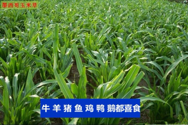 墨西哥玉米草种子高产耐旱耐高温量大可货到付款可开票