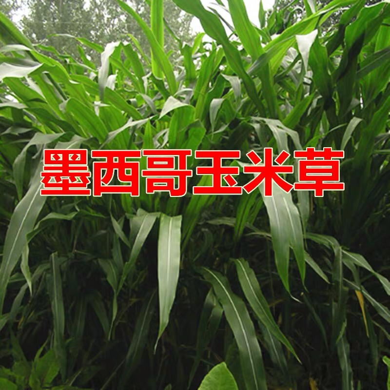 墨西哥玉米草种子高产耐旱耐高温量大可货到付款可开票