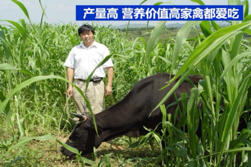 墨西哥玉米草种子高产耐旱耐高温量大可货到付款可开票