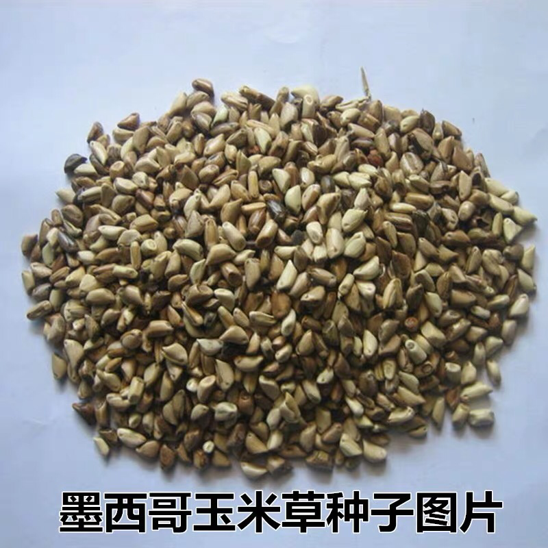 墨西哥玉米草种子高产耐旱耐高温量大可货到付款可开票