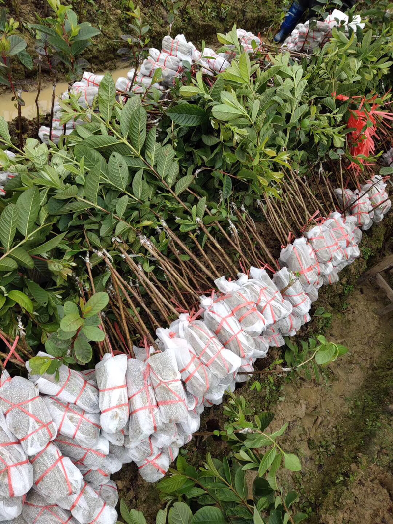 红心西瓜巴乐番石榴苗，当年种当年结果，四季开花结果