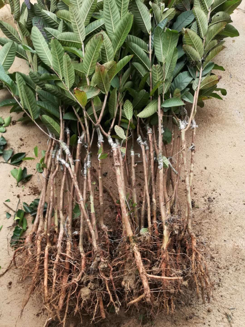 红心西瓜巴乐番石榴苗，当年种当年结果，四季开花结果