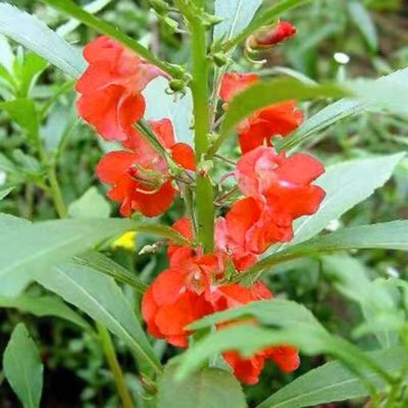 凤仙花种子指甲花阳台盆栽简单易种