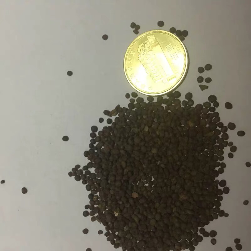 凤仙花种子指甲花阳台盆栽简单易种