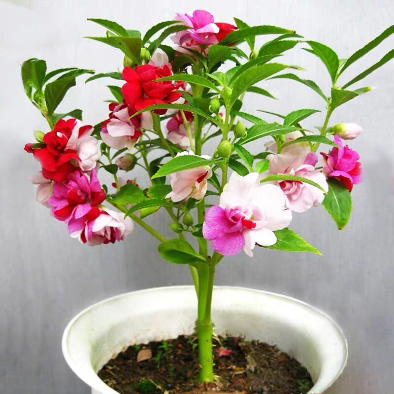 凤仙花种子指甲花阳台盆栽简单易种