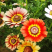 花环菊种子四季播易种易活花籽庭院花草包邮