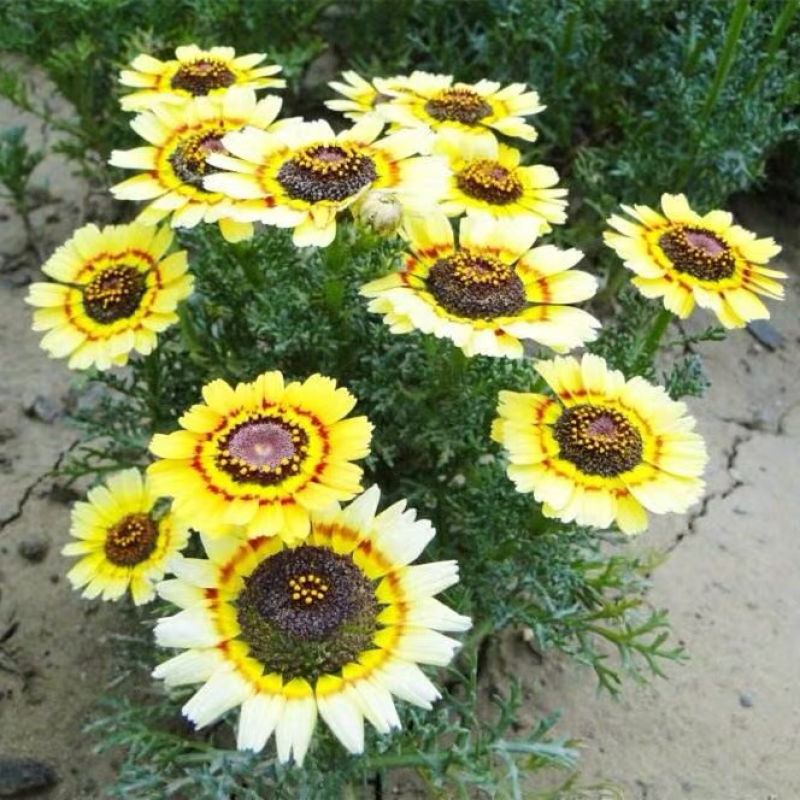 花环菊种子四季播易种易活花籽庭院花草包邮