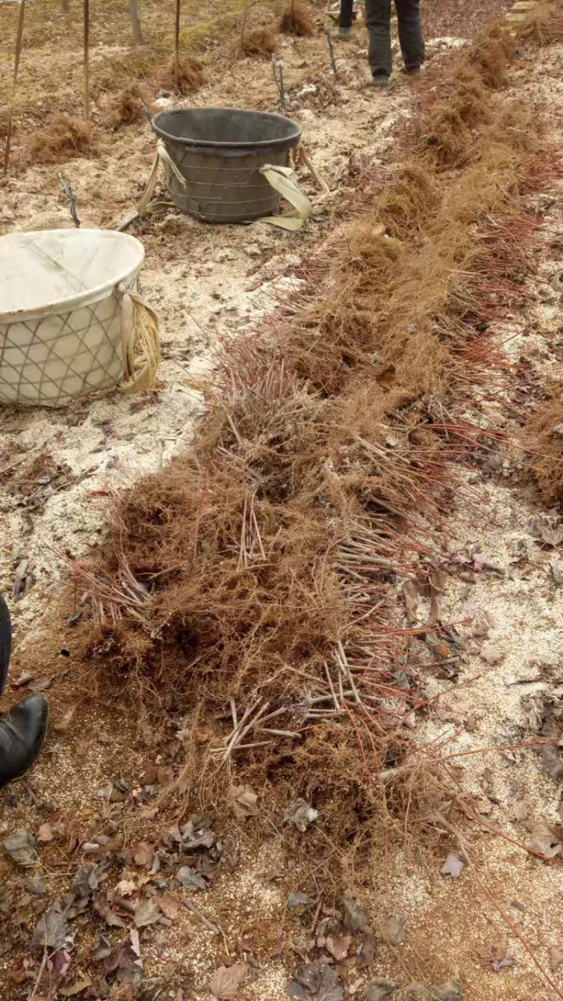 美国红冠红枫大量供应充足货源