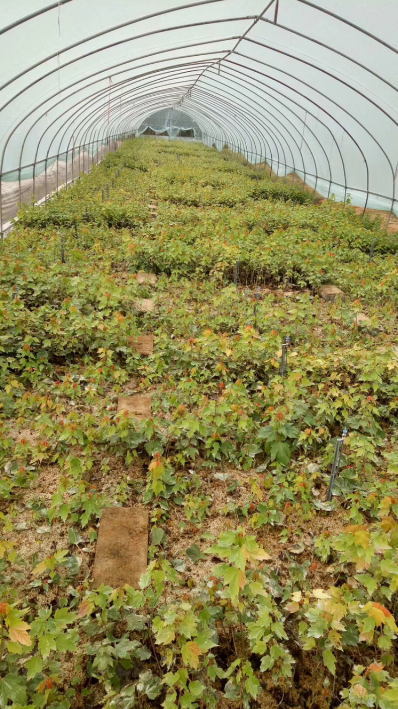 美国红冠红枫大量供应充足货源