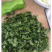 塞外香椿臭蒿菊叶香藜野菜种子