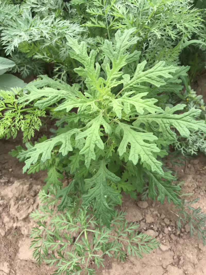 塞外香椿臭蒿菊叶香藜野菜种子