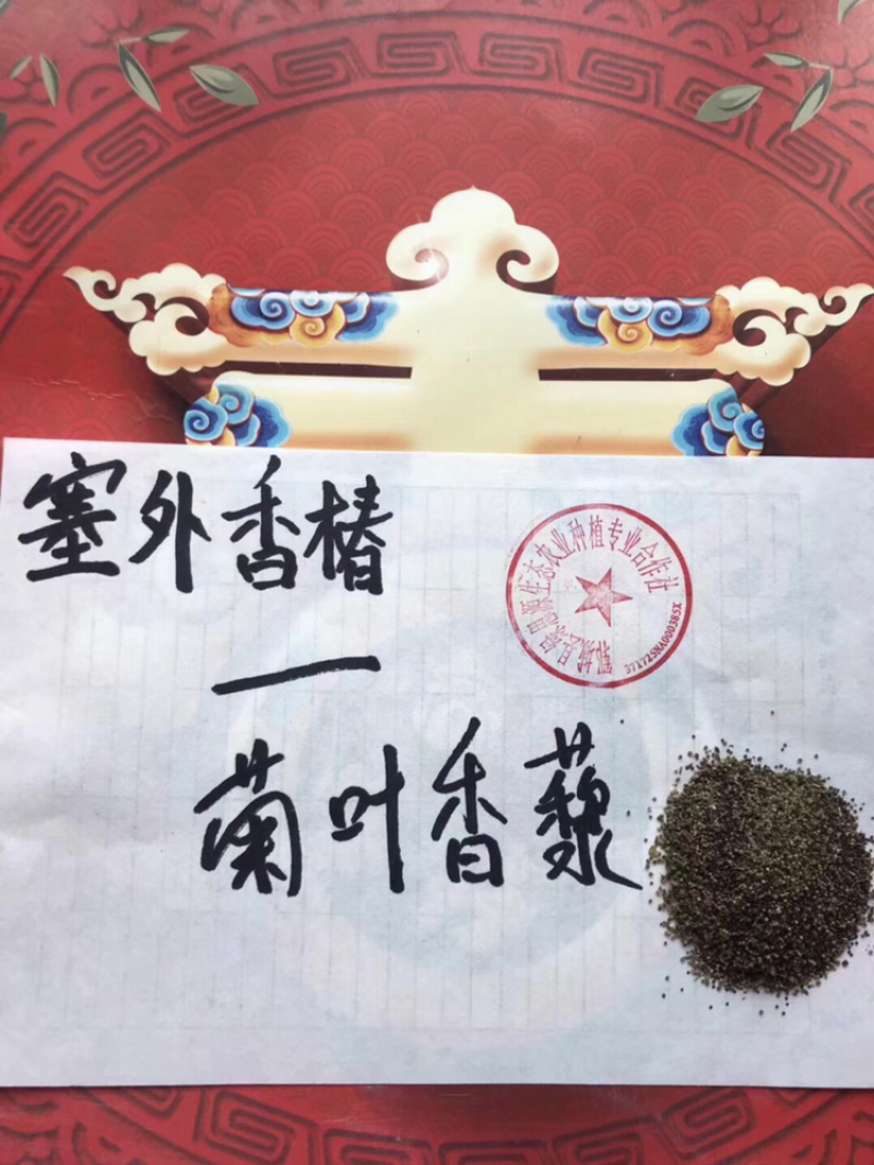 塞外香椿臭蒿菊叶香藜野菜种子