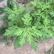 塞外香椿臭蒿菊叶香藜野菜种子