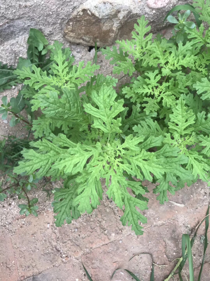塞外香椿臭蒿菊叶香藜野菜种子