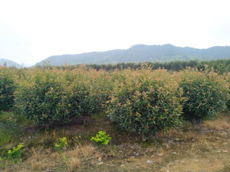 红叶石楠