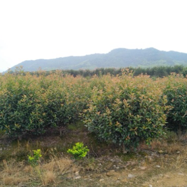 红叶石楠