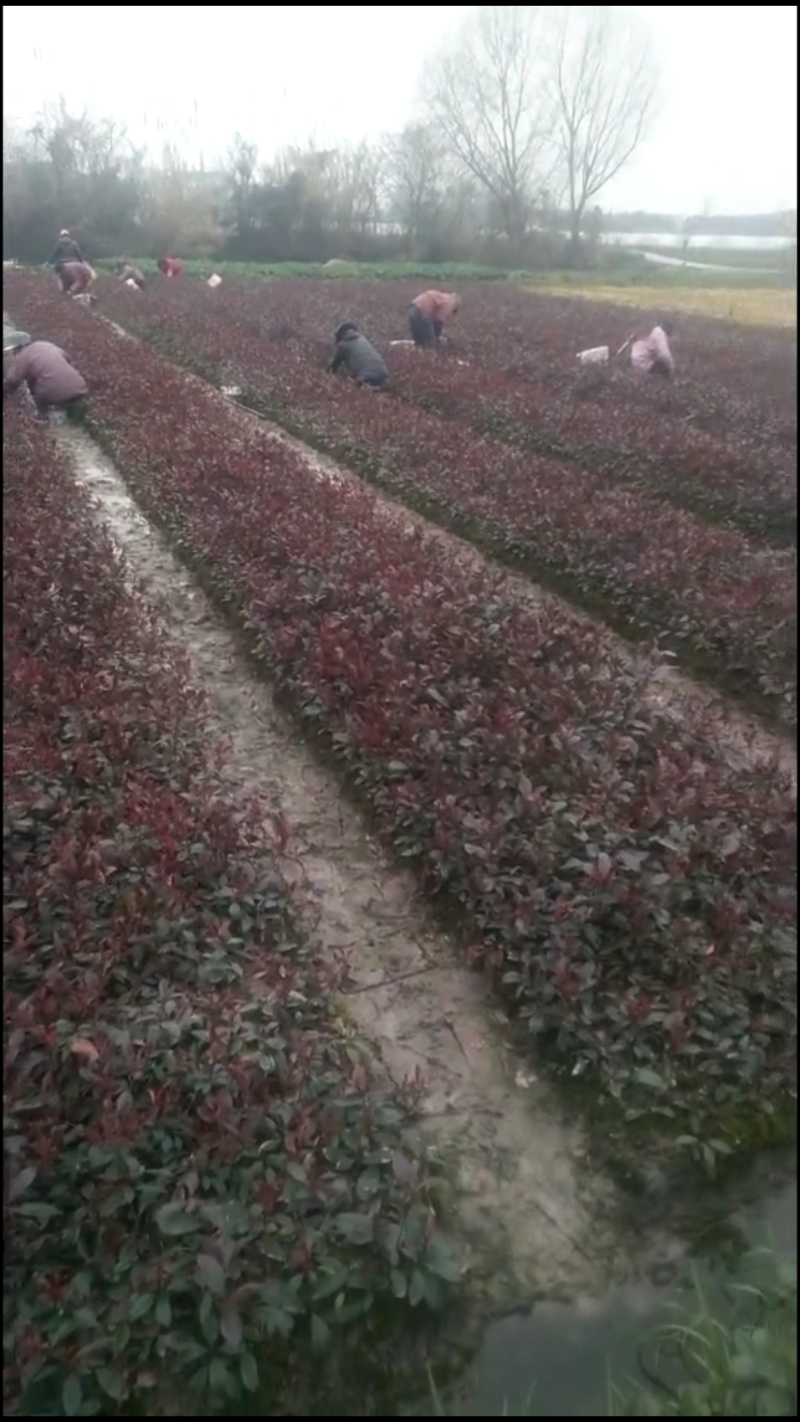 红叶石楠