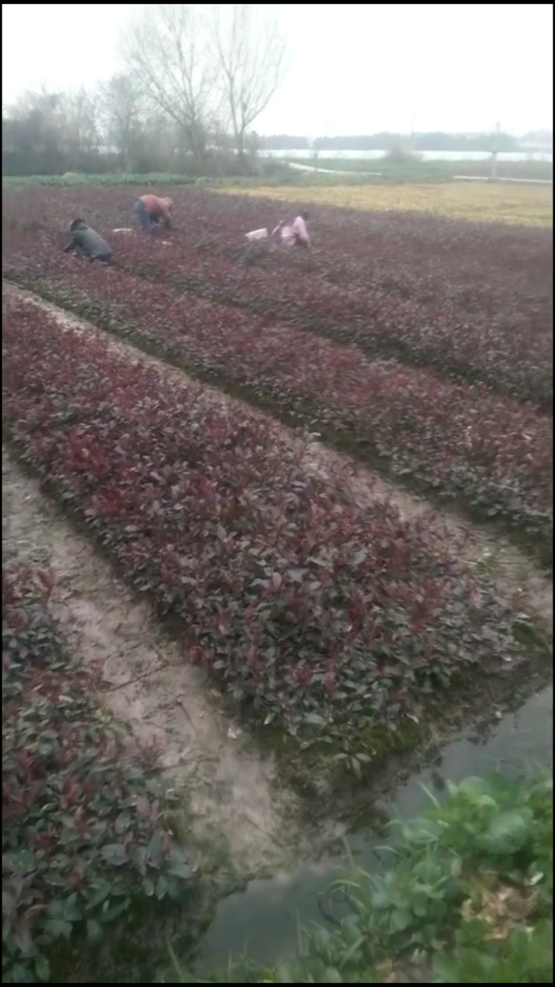 红叶石楠