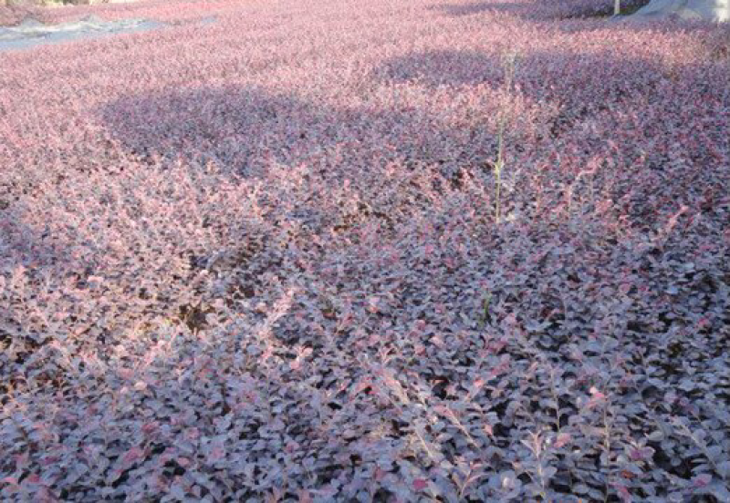 红花继木