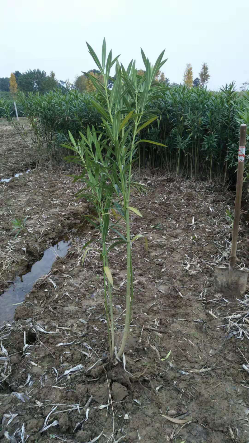 夹竹桃