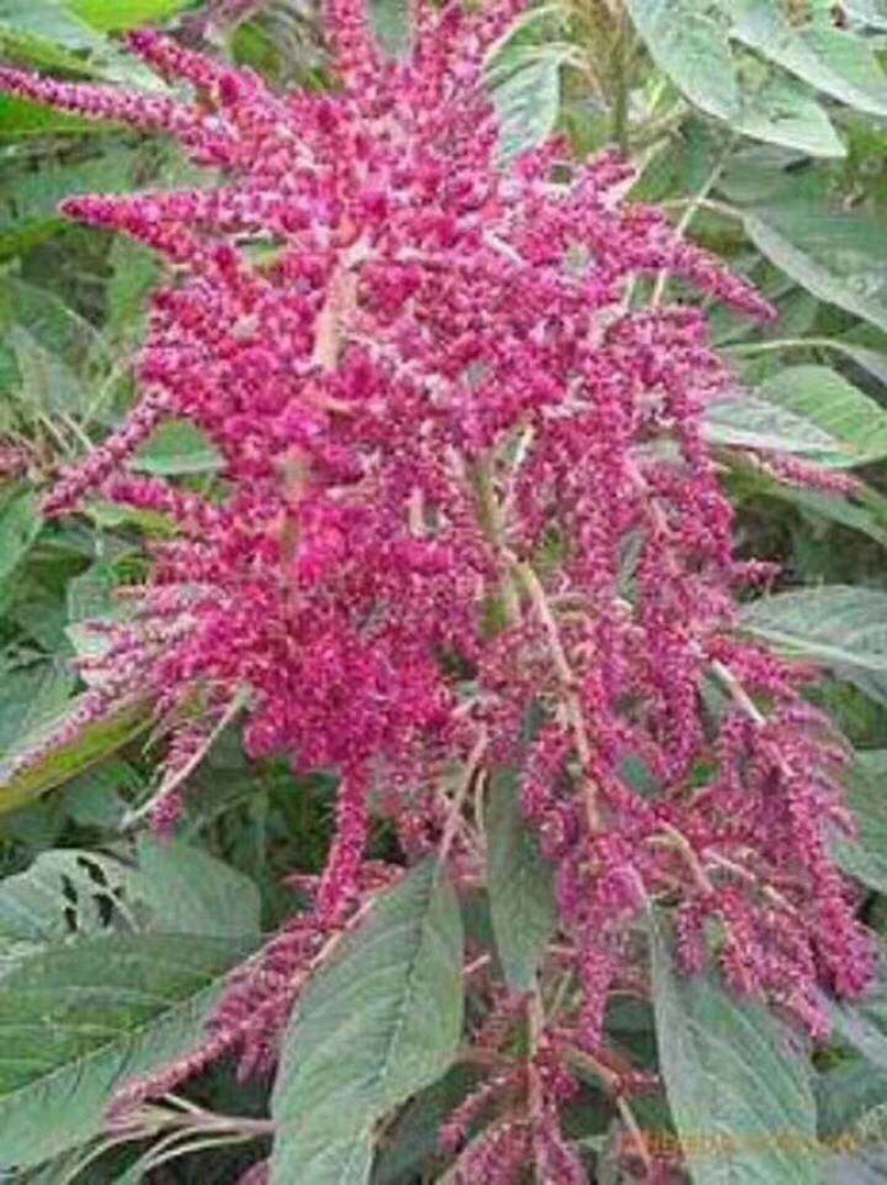 雪樱子种子温补中药男性绿色保健蔬菜皇帝菜种子