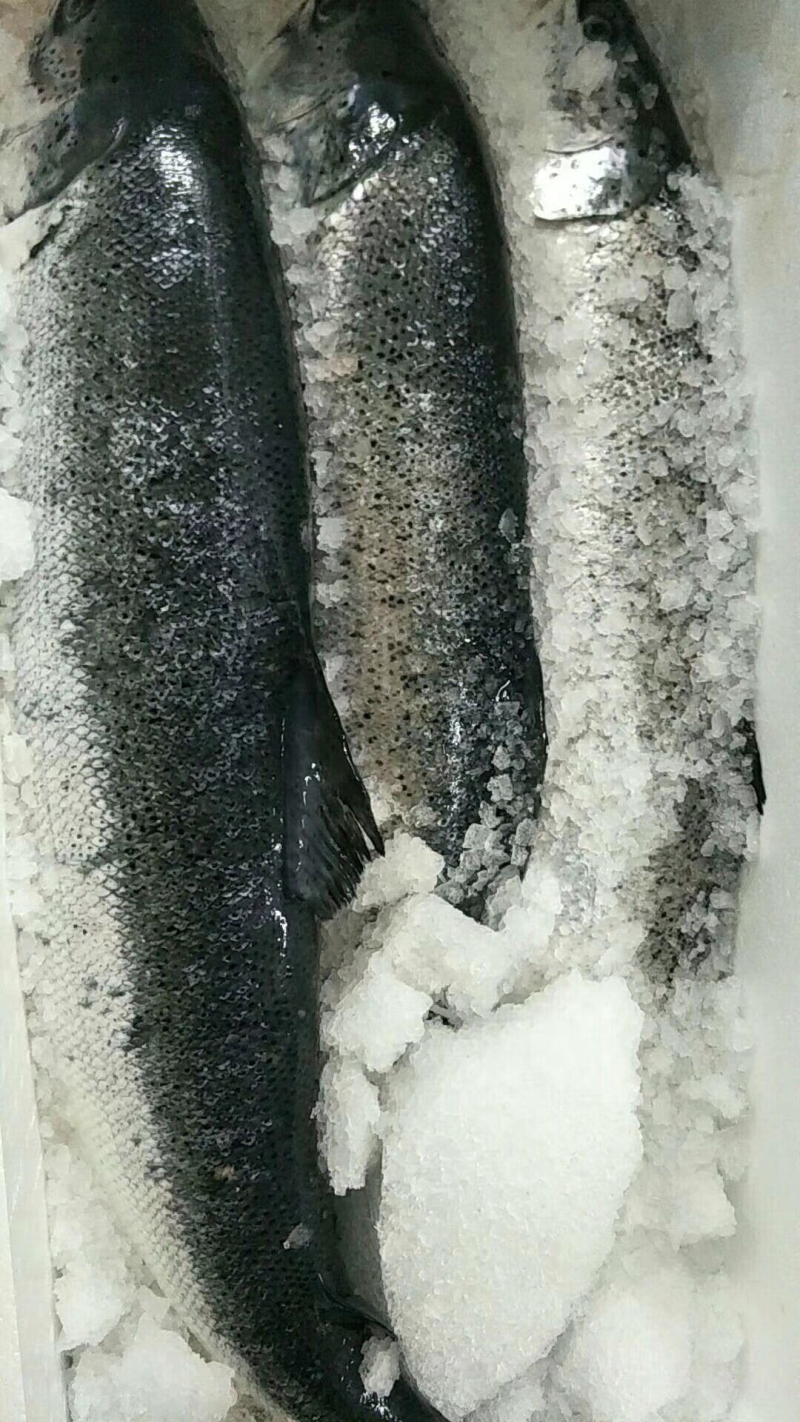 挪威，法罗，智利进口三文鱼