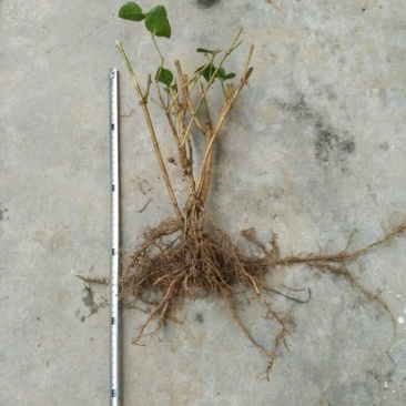 茉莉花苗30~50cm