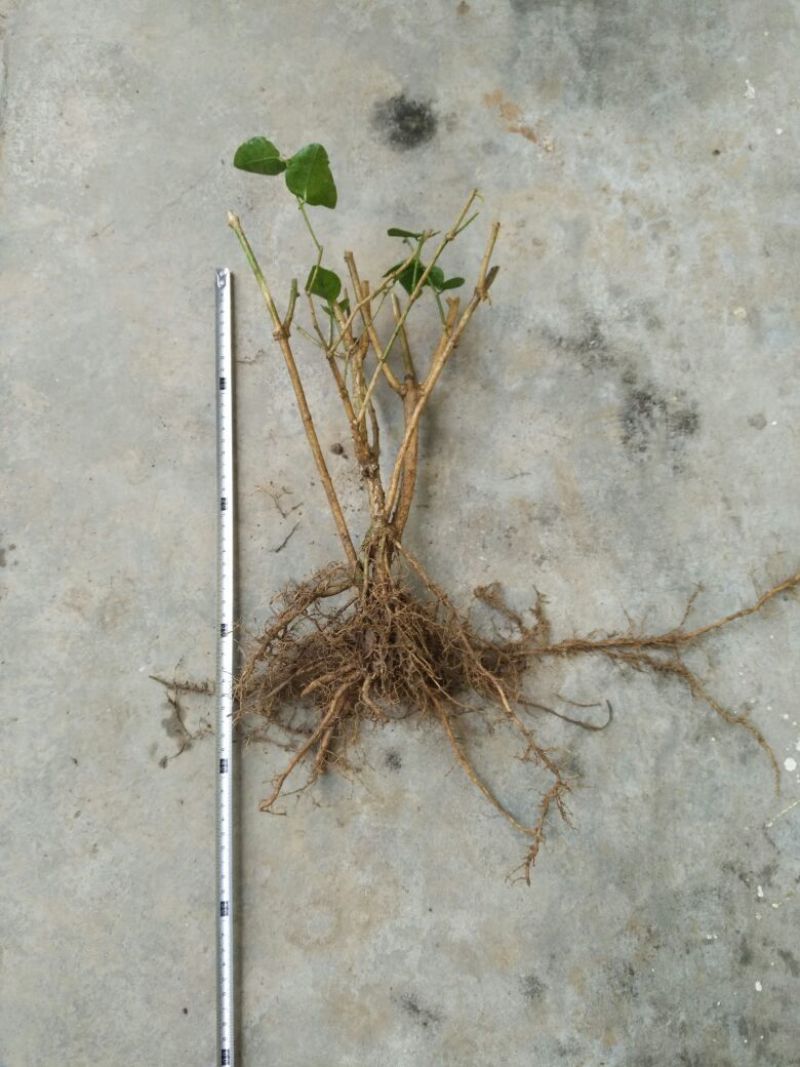 茉莉花苗30~50cm