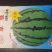 天山早佳8424西瓜种子瓜菜种子果型大产量高品质优良