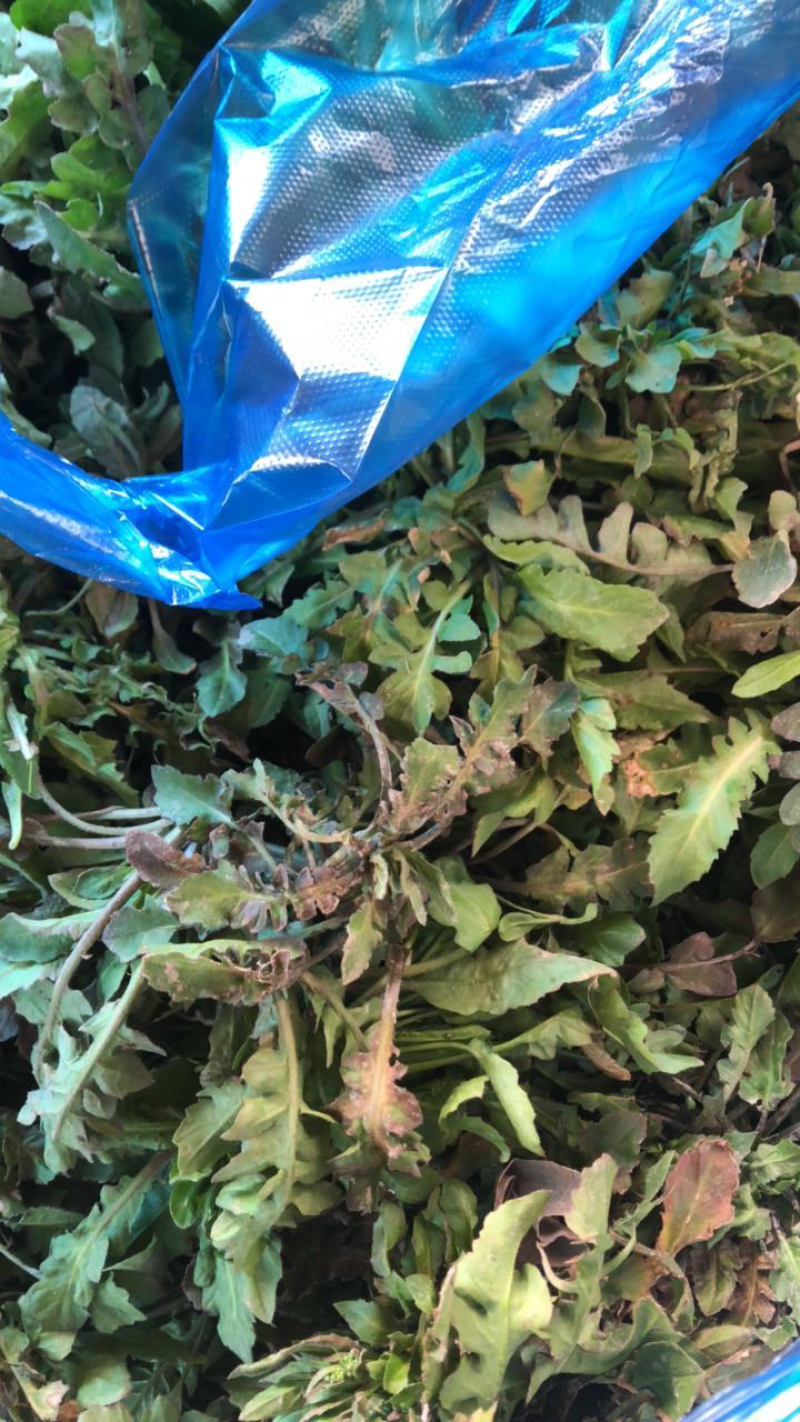 韭菜，香菜，荠菜，青菜苔，大蒜，包菜……