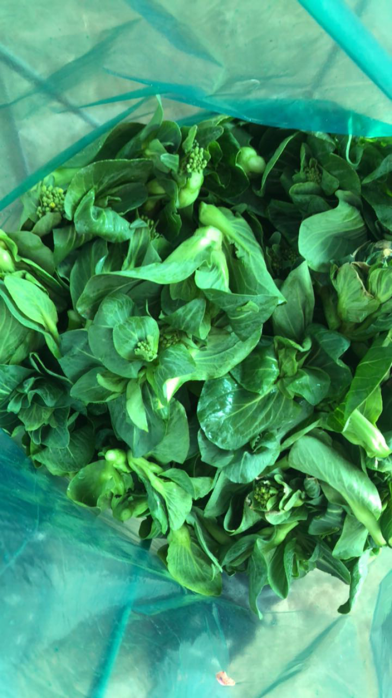 韭菜，香菜，荠菜，青菜苔，大蒜，包菜……