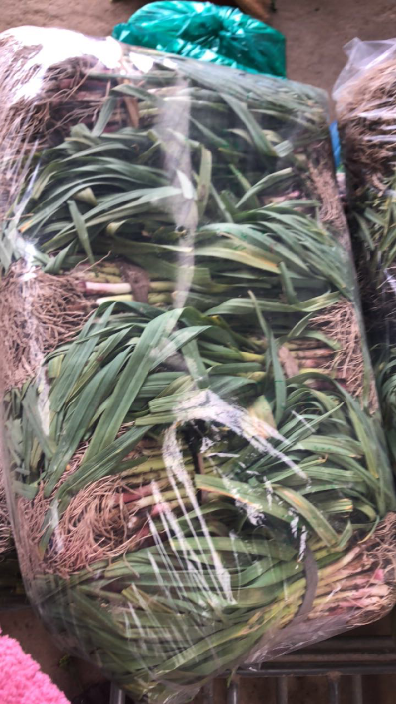 韭菜，香菜，荠菜，青菜苔，大蒜，包菜……