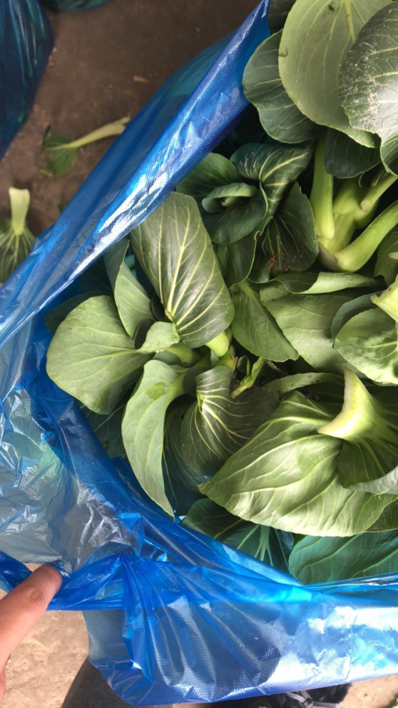 韭菜，香菜，荠菜，青菜苔，大蒜，包菜……