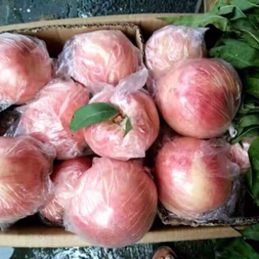 各种桃子，实力专业，每天出货20万斤